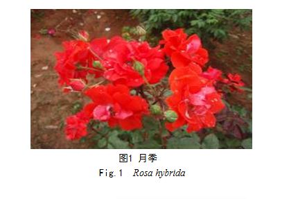 ¼֯(ROSE TISSUE CULTURE)