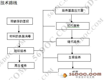 ¼֯(ROSE TISSUE CULTURE)