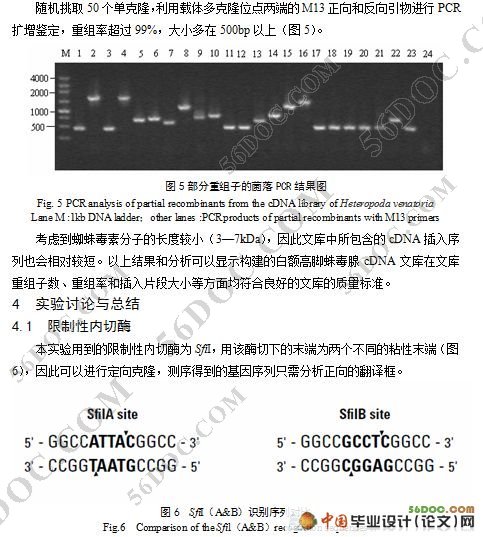 白额高脚蛛毒腺cDNA文库构建