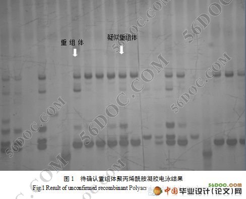 光身稻基因精细定位之重组体的筛选