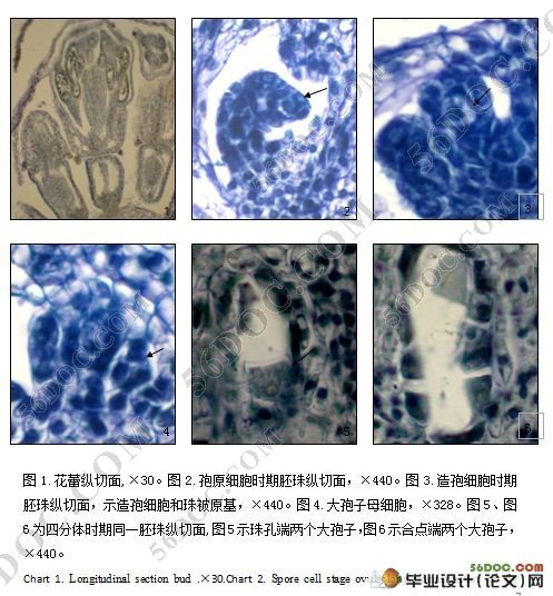 黄花蒿大孢子的发生和雄配子体的形成(7800字)