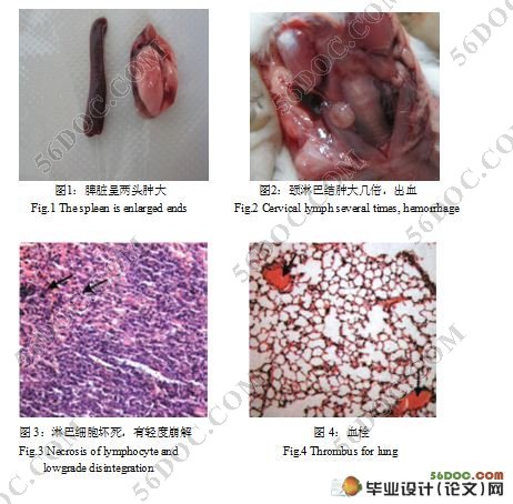 小鼠感染PCV-2的病理学研究