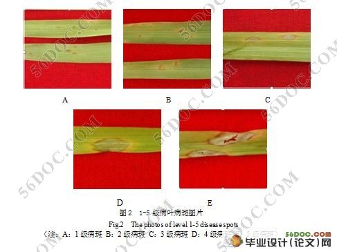稻瘟菌致病力减弱突变体CD2967的筛选