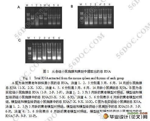 细胞因子SOCS3、Gfi-1、IL-2与凋亡因子Gadd45、Bcl2在小鼠衰老过程中的转录差异研究
