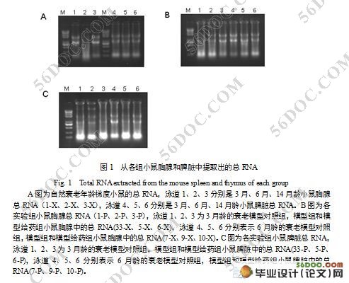 ϸSOCS3Gfi-1IL-2Gadd45Bcl2С˥Ϲеת¼о