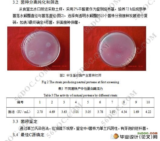 中性蛋白酶高产菌株的筛选及产酶条件研究