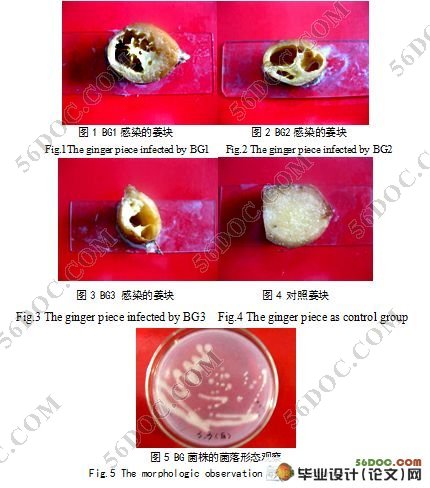 木霉菌抑制姜瘟病的效果与拮抗机制研究
