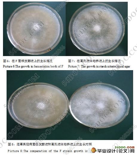 抑制烟草黑胫病菌放线菌的分离与筛选