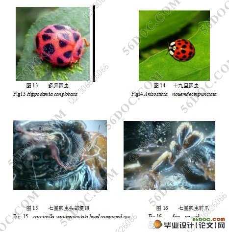 扶桑绵粉蚧主要天敌昆虫种类调查