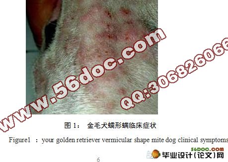 犬蠕形螨病的防治