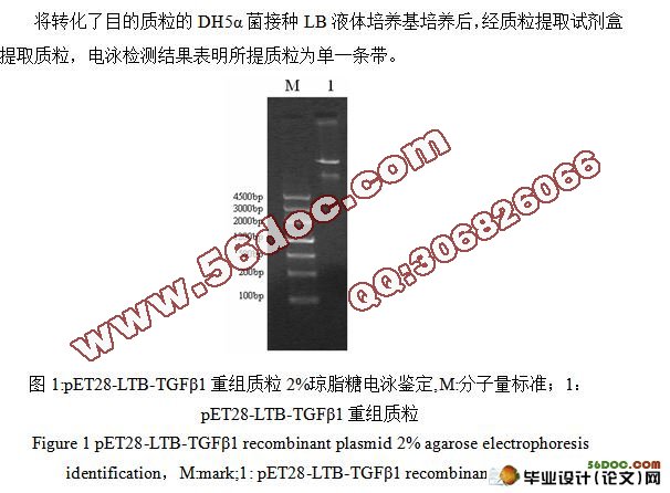 通用辅助T细胞表位(PADRE)-转化生长因子β1( TGFβ1)融合蛋白原核表达质粒的构建