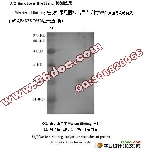 通用辅助T细胞表位(PADRE)- 转化生长因子β1(TGFβ1)融合蛋白的原核表达及Western-blotting