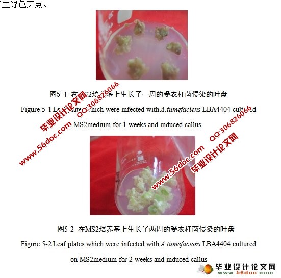 E6-anti-ABP1转化烟草WS38的研究