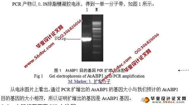 ϽABP1cDNA¡E6ӵ鹹