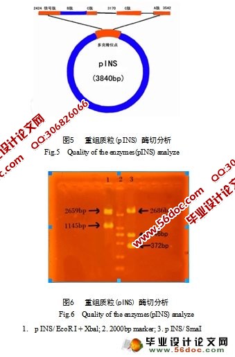人胰岛素原基因INS的PCR扩增、克隆及鉴定