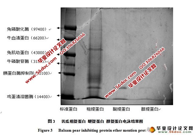 苦瓜蛋白提取方法的初步研究