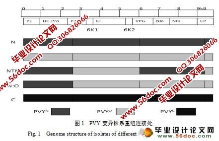 湖南省烟草马铃薯Y病毒株系的初步鉴定